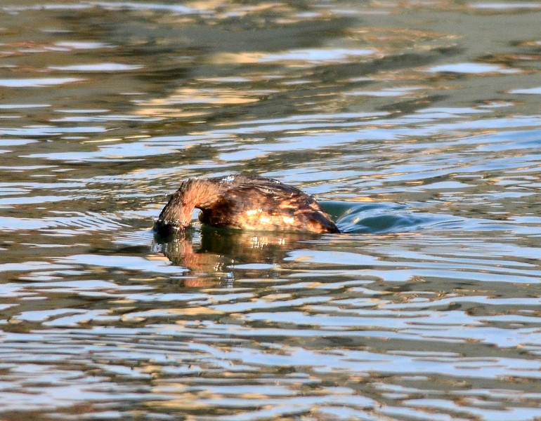 Un nome appropriato!